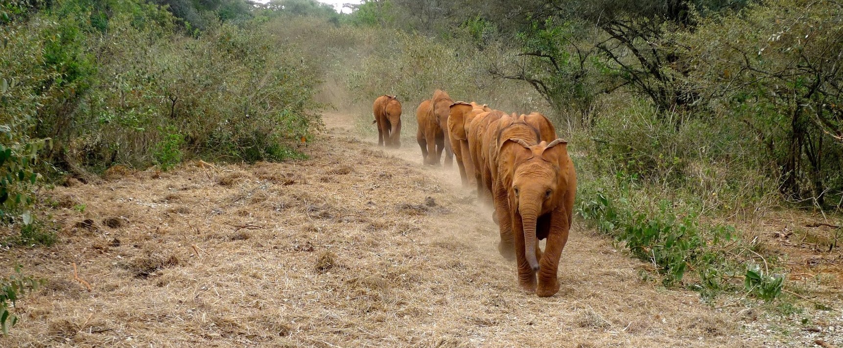 elephant orphanage nairobi